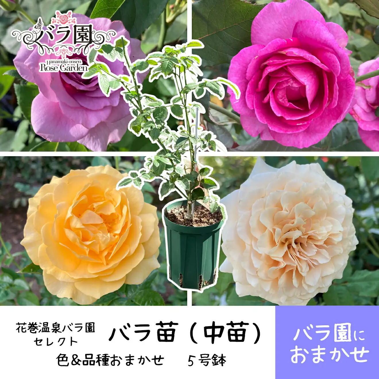 ＜園長セレクト♪＞花巻温泉バラ園で育った「バラ中苗」5号サイズ -園長におまかせ-【1856】-<2026年3月より発送>