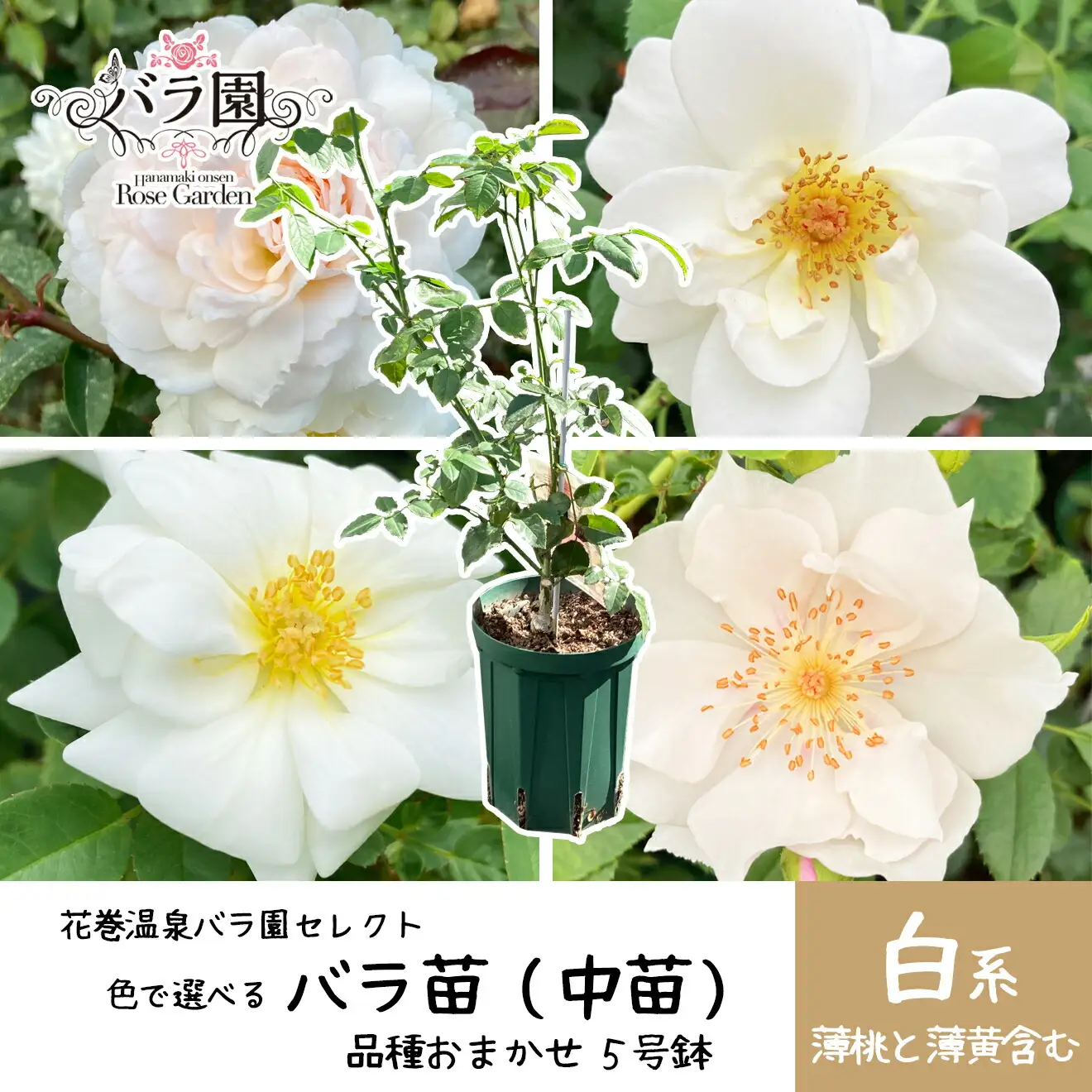 ＜色で選べる♪＞花巻温泉バラ園で育った「バラ中苗」5号サイズ -白-【1859】<2026年3月より発送>