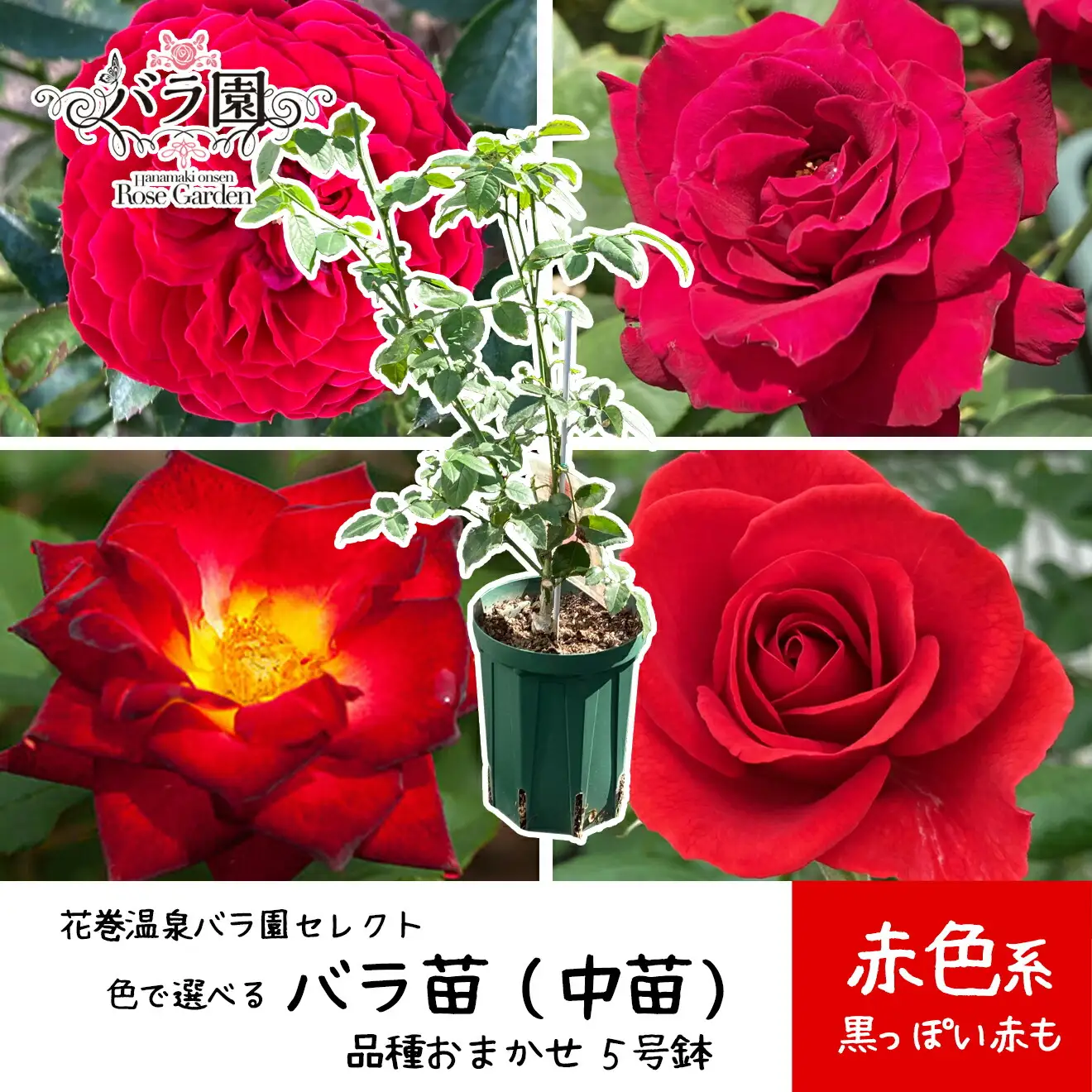 ＜色で選べる♪＞花巻温泉バラ園で育った「バラ中苗」5号サイズ -赤-【1860】<2026年3月より発送>