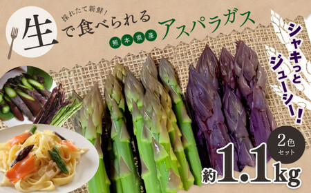 生で食べれる !! アスパラガス 2色 セット（ グリーン ・ パープル  ）約 1.1kg | 新鮮 アスパラ 野菜 アスパラガス ソムリエ 健康 熊本県産 熊本 玉名