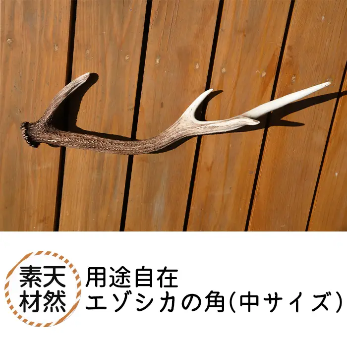 福島町産　エゾシカの角（中サイズ） FKB007