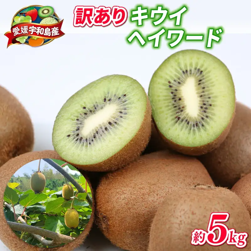訳あり キウイ フルーツ 5kg 吉田農園 グリーンキウイ ヘイワード キウイフルーツ デザート スイーツ 愛媛県産 訳アリ 訳あり品 訳有り わけあり 果物 くだもの 農家直送 産地直送 数量限定 国産 愛媛 宇和島 F012-160003
