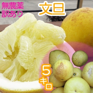 訳あり 文旦 ５キロ 【R00896】