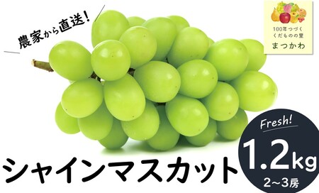 KG02 ぶどう 農家直送 シャインマスカット 贈答 約1.2㎏／2026年9月下旬頃～配送予定 // 長野県 南信州 松川町 葡萄 ぶどう ブドウ 産地直送 農家直送 シャインマスカット マスカット 種なし 皮ごと 贈答 果物 フルーツ