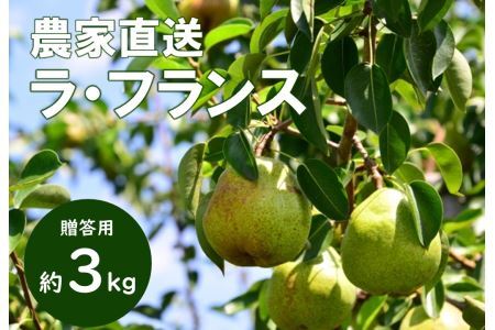 KL01 洋梨 ラ・フランス 約3kg（7〜10玉） 贈答 / 2026年10月中旬頃から発送予定 // 長野県 南信州 松川町産 ギフト 洋ナシ 洋なし ラフランス 農家直送 農家支援 贈答 果物 西洋梨 フルーツ
