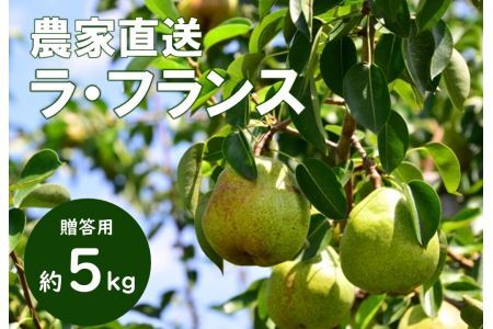 KL02 洋梨 ラ・フランス 約5kg（12～18玉） 贈答 / 10月中旬頃〜発送予定 // 長野県 南信州 松川町産 ギフト 洋梨 洋ナシ 洋なし ラフランス 農家直送 農家支援 贈答 果物 西洋梨 フルーツ