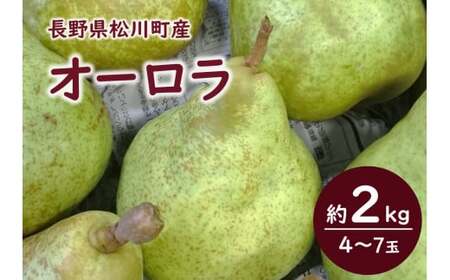 KL07-25A 洋梨 オーロラ 約2kg（4〜7玉）贈答 / 2025年9月上旬頃～配送予定 // 長野県 南信州 松川町産 洋ナシ 洋なし オーロラ 産地直送 農家直送 農家支援 贈答 果物 西洋梨 フルーツ