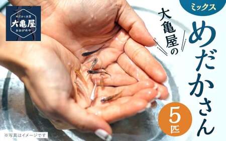 大亀屋のミックスめだかさん 5匹