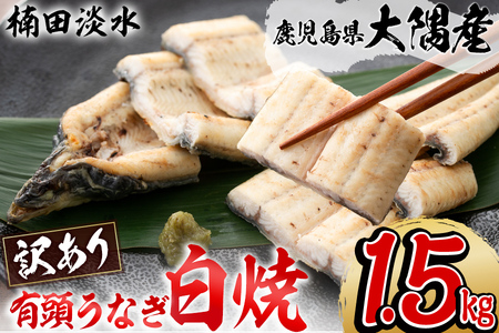 【訳あり】鹿児島県大隅産！楠田の極うなぎ白焼き 有頭1.5kg（約7尾～11尾） うなぎ 鰻 ウナギ 国産 鹿児島県産 九州産 白焼き 冷凍 うな重 ひつまぶし e7-014