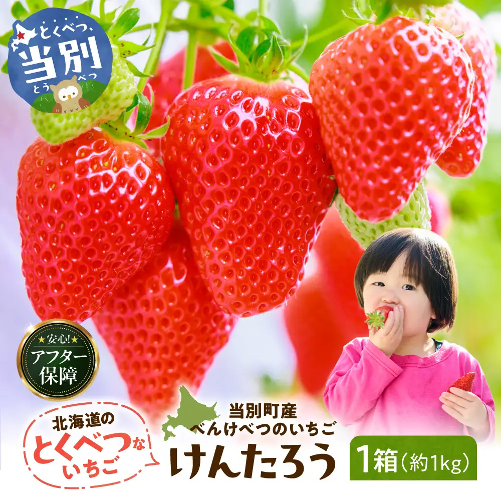 【2027年度産先行受付】当別町産べんけべつのいちご（けんたろう）4パック｜イチゴ いちご べんけべつのいちご 道産子イチゴ