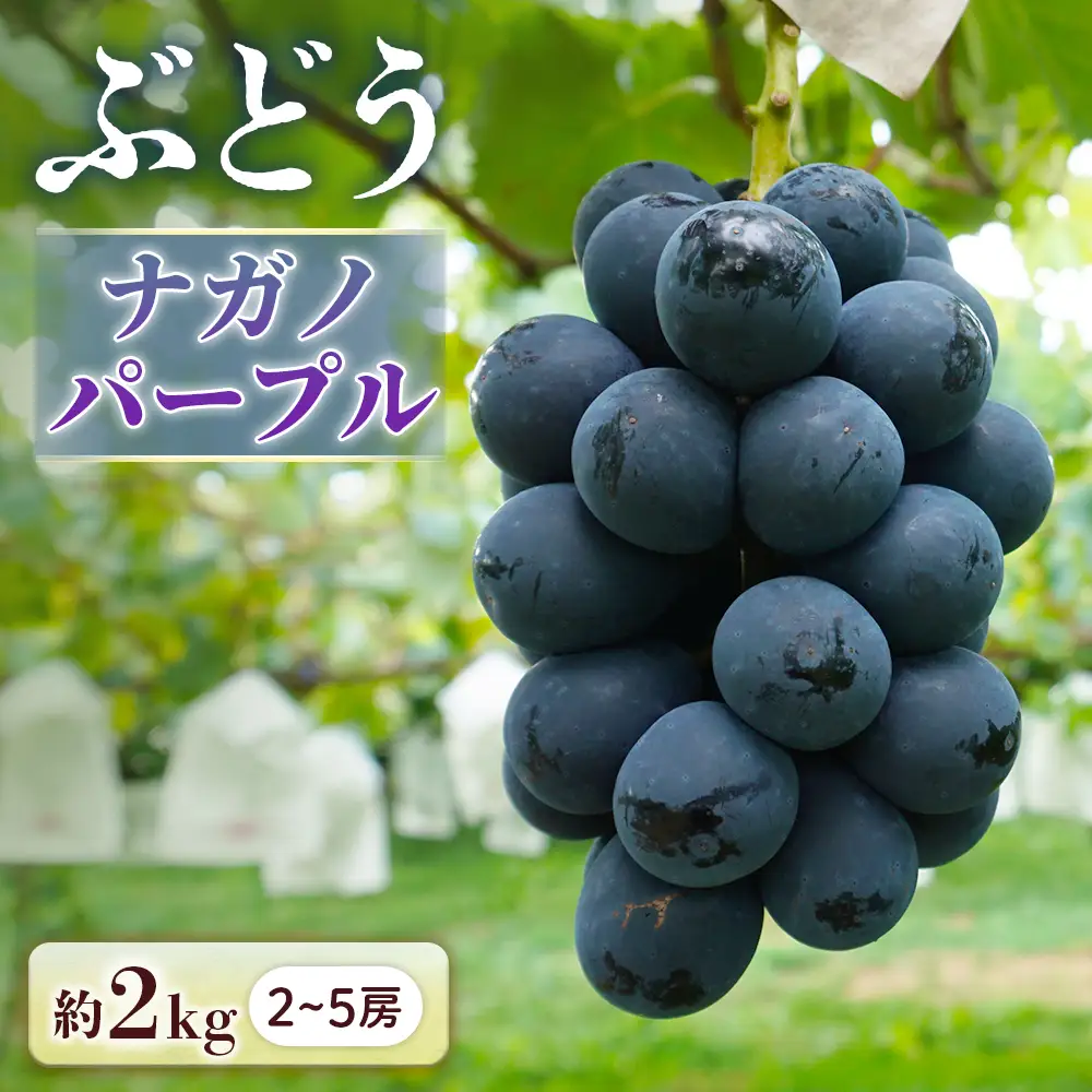ぶどう ナガノパープル 約2㎏ 種無しぶどう
