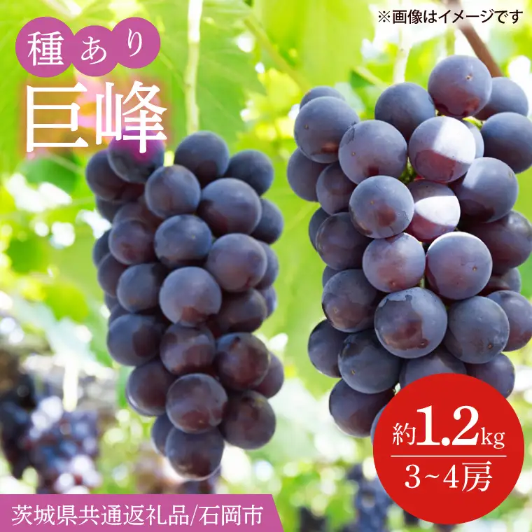 【2026年8月下旬より順次発送】巨峰 約1.2kg（3～4房）【茨城県共通返礼品/石岡市】（IT-11）