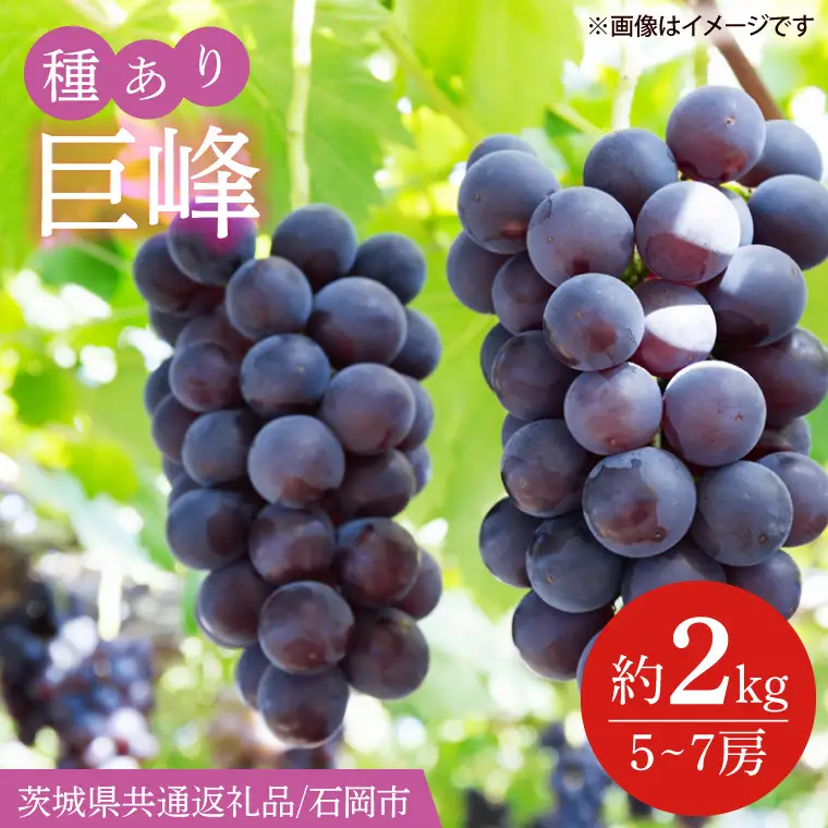 【2026年8月下旬より順次発送】巨峰 約2kg（5～7房）【茨城県共通返礼品/石岡市】(IT-12)