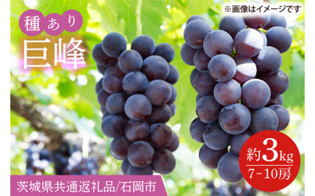 【2026年8月下旬より順次発送】巨峰 約3kg（7～10房）【茨城県共通返礼品/石岡市】(IT-13)