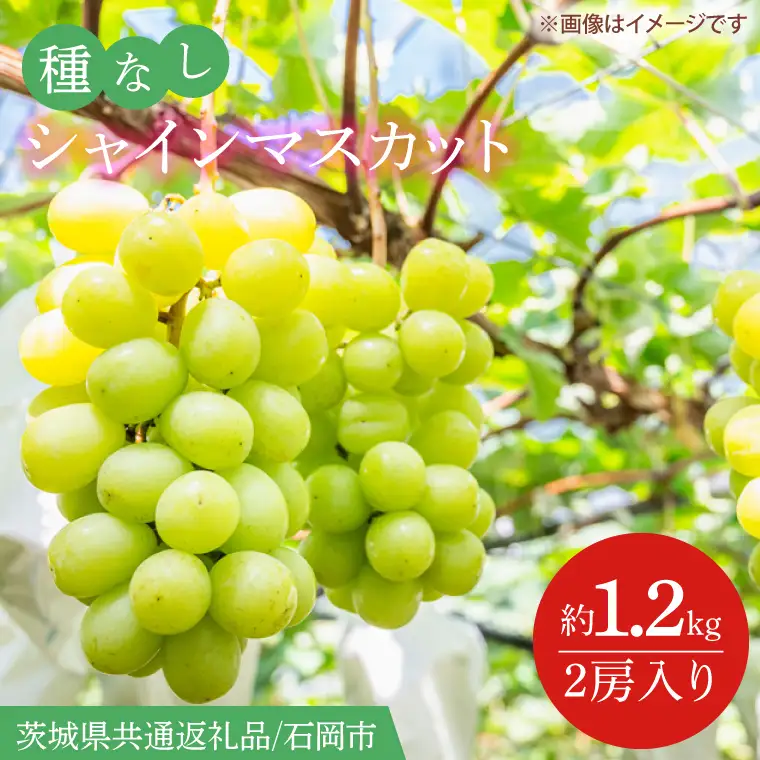 【2026年9月より順次発送】シャインマスカット 約1.2kg（2房）【茨城県共通返礼品/石岡市】(IT-14)