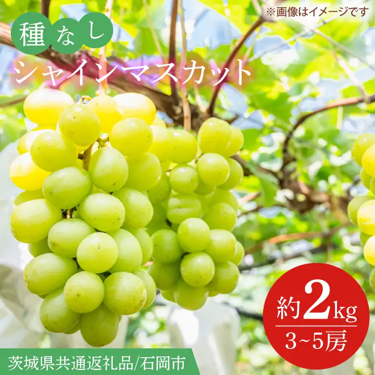 【2026年9月より順次発送】シャインマスカット 約2kg（3～5房）【茨城県共通返礼品/石岡市】(IT-15-1)
