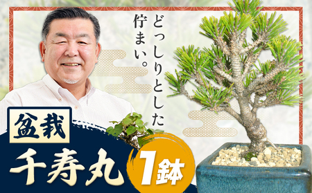 盆栽 千寿丸 1鉢 古城愛朋園 《90日以内に出荷予定(土日祝除く)》 岡山県 浅口市 送料無料 盆栽 ぼんさい 松