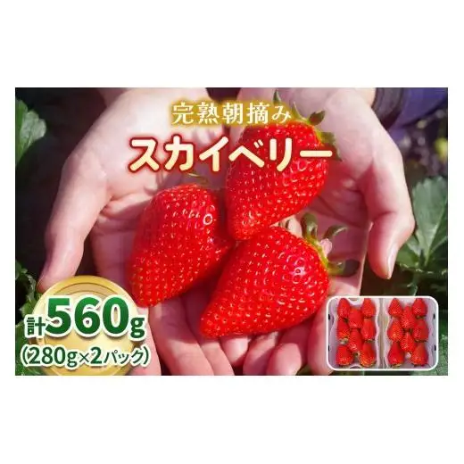 頬張る幸せ★大粒 「スカイベリー」 560g (280g×2P)| 澳原いちご農園 栃木県 矢板市