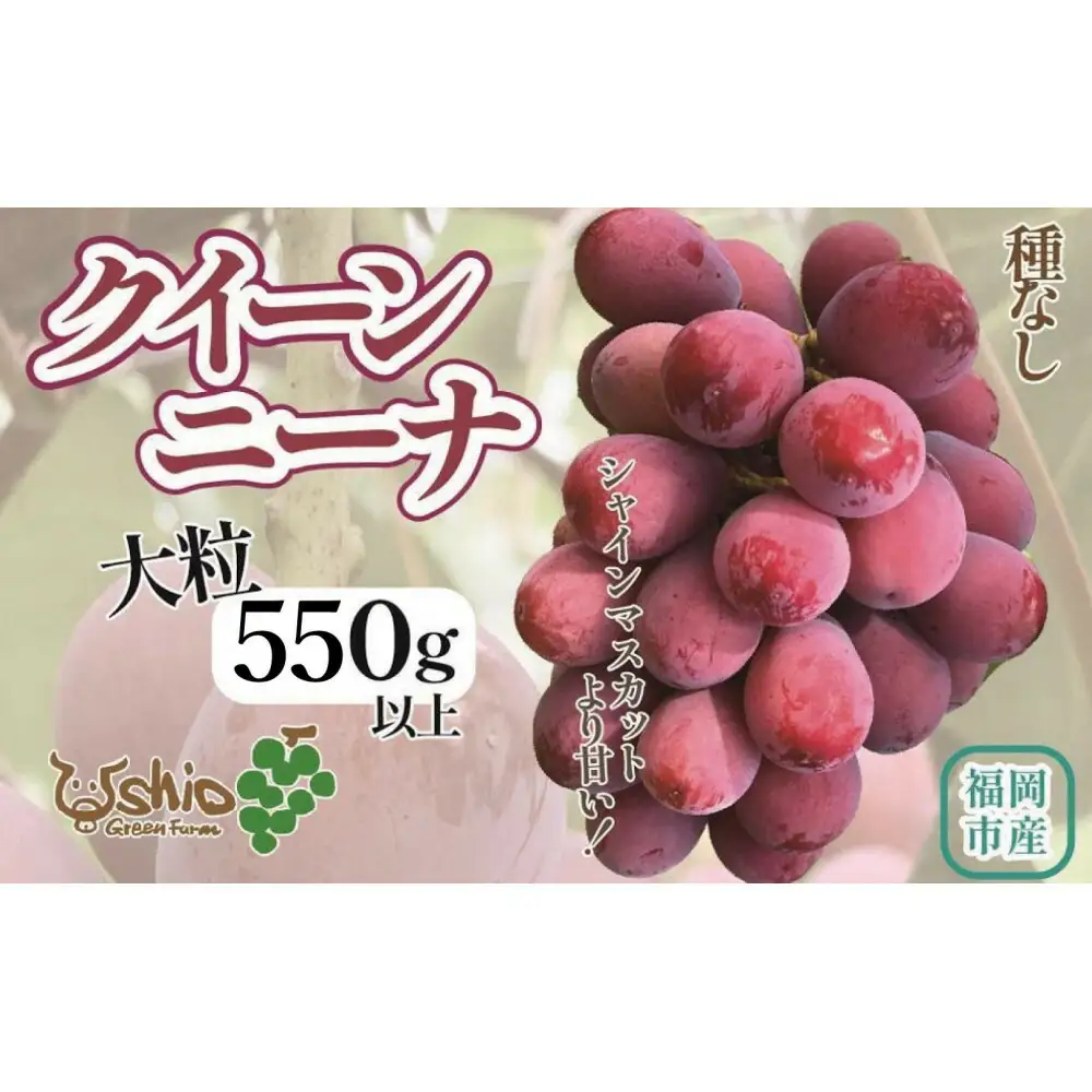 ぶどう 福岡市産クイーンニーナ 550g (1房)【北海道・沖縄・離島発送不可】【2026年7月20日以降順次発送】 | 果物 フルーツ 大粒 ぶどう 葡萄 ブドウ 食べ比べ くだもの 食品 人気 高級 旬 おすすめ 送料無料 期間限定 数量限定 福岡県 福岡市