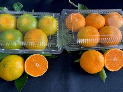 【2026年先行予約】ハウスみかん 二種 食べ比べ 6パック 【ミカン 蜜柑 柑橘 温州みかん 有田みかん 和歌山】_BF6058