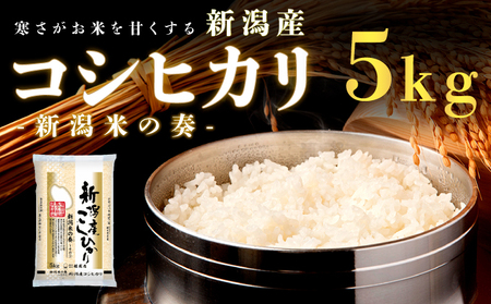 新潟産コシヒカリ 5kg 米 精米
