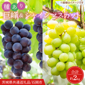 【2026年9月より順次発送】シャインマスカット＆巨峰（種あり）セット 合計約2kg【茨城県共通返礼品/石岡市】（IT-17）
