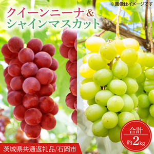【2026年9月より順次発送】クインニーナ ＆ シャインマスカット 詰め合わせ 約2kg【茨城県共通返礼品/石岡市】【葡萄 ぶどう マスカット フルーツ 果物 くだもの 水戸市 茨城県】(IT-18)