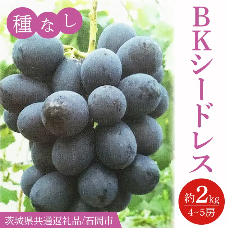 【2026年9月より順次発送】BKシードレス 約2kg（4～5房）【茨城県共通返礼品/石岡市】(IT-19)