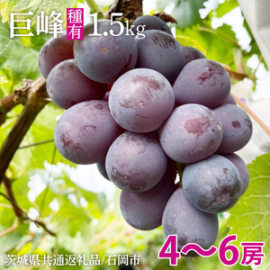 【2026年8月中旬より順次発送】巨峰 約1.5kg（ 種あり ）【茨城県共通返礼品/石岡市】（IU-7）