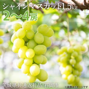 【2026年9月より順次発送】シャインマスカット 約1.5kg【茨城県共通返礼品/石岡市】（IU-8-1）