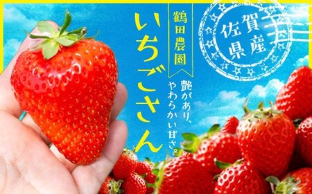伊万里産「 いちごさん 」　250ｇ ×２パック　～鶴田農園～ 046-B570