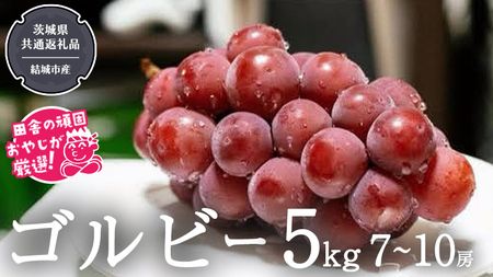 ゴルビー 5kg (7～10房) 【2026年9月より発送開始】（茨城県共通返礼品 [ぶどう]：結城市産）