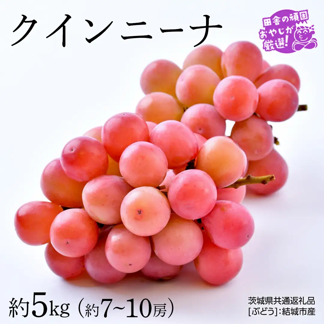 クインニーナ 約5kg（約7～10房）【2026年8月より発送開始】（茨城県共通返礼品 [ぶどう]：結城市産）