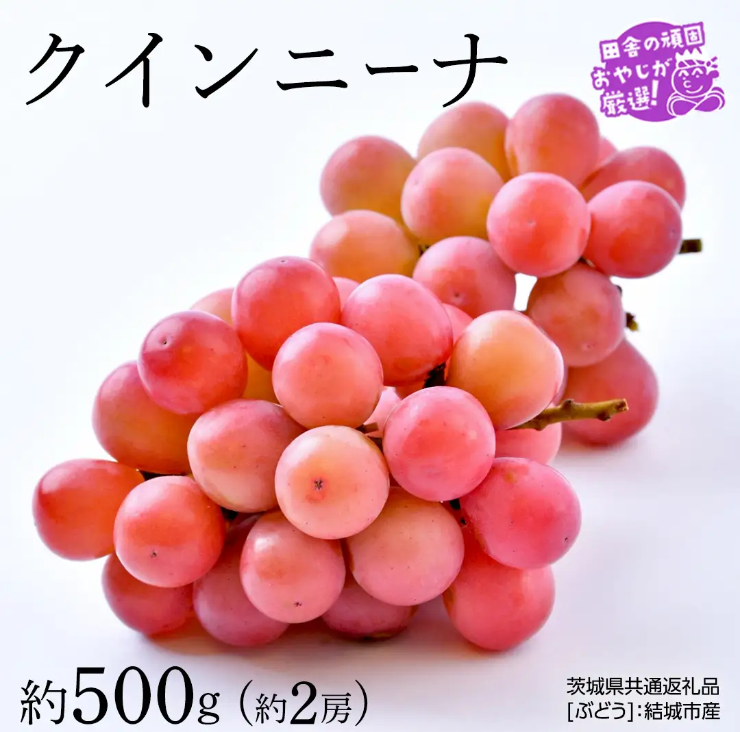 クインニーナ 約500g×約2房【2026年8月より発送開始】（茨城県共通返礼品 [ぶどう]：結城市産） 