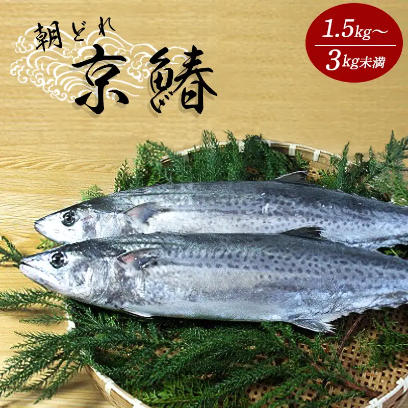 漁連直送！！ 京鰆 1.5kg以上 一尾 ： 鮮魚 寒さわら