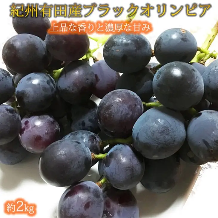 紀州有田産 ブラックオリンピア(ハチミツぶどう) 約2kg ※2026年8月中旬頃〜2026年9月上旬頃に順次発送に順次発送予定 / ぶどう ブドウ 葡萄 フルーツ 果物 くだもの【uot005】