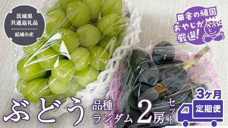 【定期便】ぶどう 品種ランダム2房セット【2026年8月から3か月連続で発送】（茨城県共通返礼品 [ぶどう]：結城市産）
