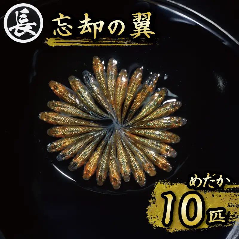 【めだか】忘却の翼　オス・メス　ランダム10匹   牧之原市 丸長