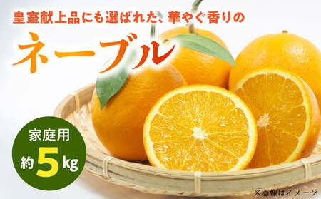 54-13　福島オレンジ農園 【家庭用】減農薬栽培! おいしい樹成甘熟!!ネーブル　約5kg_U54-0013