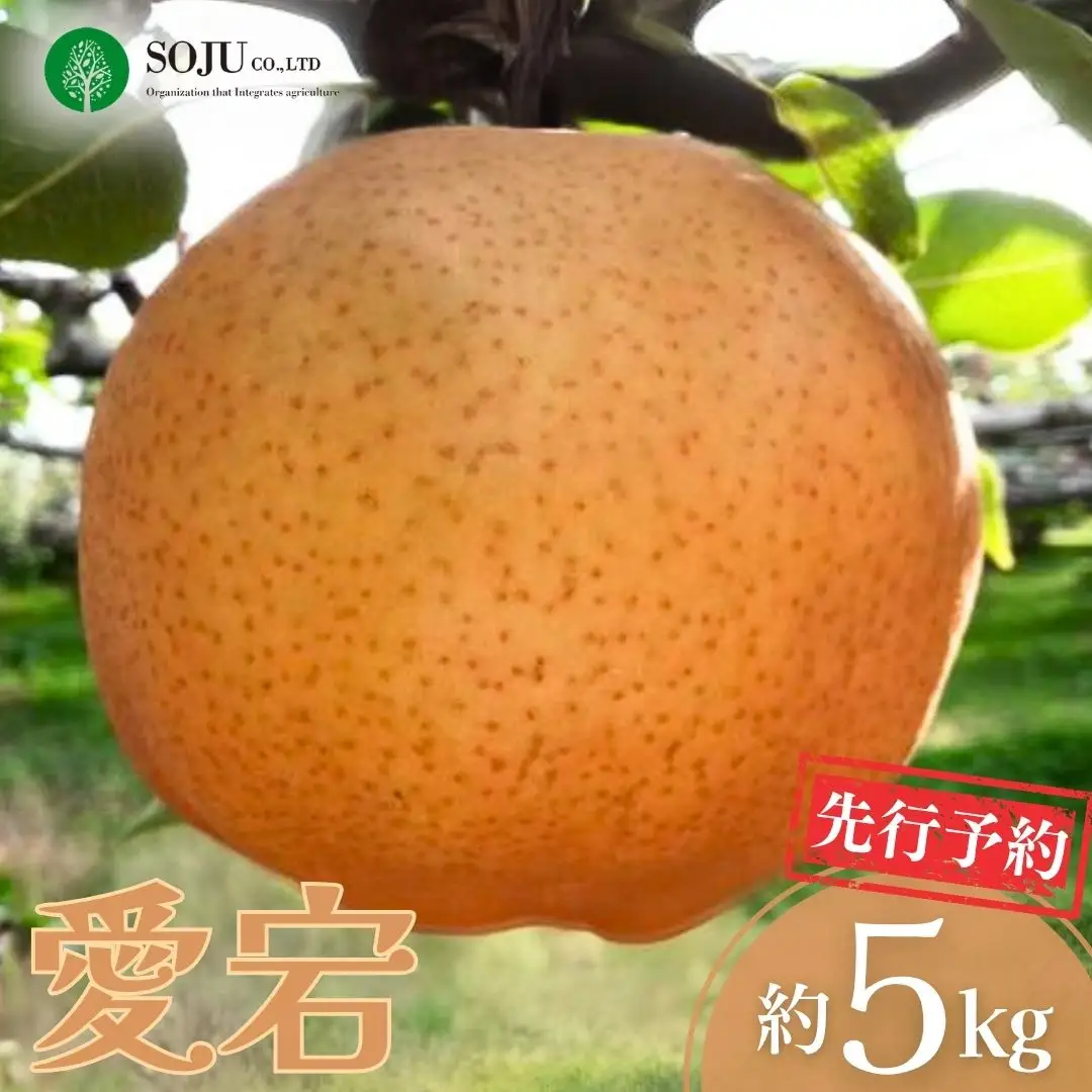 先行予約 和梨 愛宕 約5kg 贈答用 令和8年度 新潟県三条市産 梨 愛宕梨  [三条果樹専門家集団]