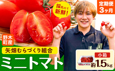 【3ヶ月定期便】ミニトマト約1.5kgミニトマト矢畑