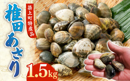 【令和6年4月頃発送予定】特産 椎田 あさり 1.5kgアサリ 活あさり [ABAY002]