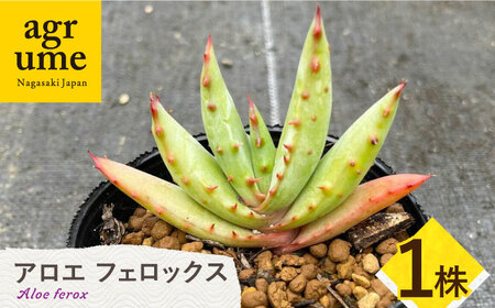 【数量限定】 Aloe ferox　アロエ フェロックス  1株 長与町/アグリューム[EAI119]  観葉植物 多肉植物 苗 植物 アロエ あろえ インテリア