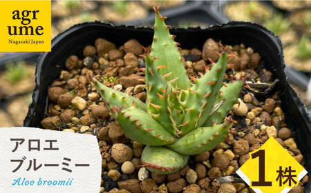 【数量限定】 Aloe broomii　アロエ ブルーミー  1株 長与町/アグリューム[EAI120]  観葉植物 多肉植物 苗 植物 アロエ あろえ インテリア