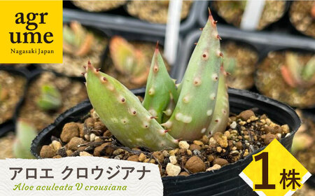 【数量限定】 Aloe aculeata V crousiana　アロエ クロウジアナ   1株 長与町/アグリューム[EAI122]  観葉植物 多肉植物 苗 植物 アロエ あろえ インテリア