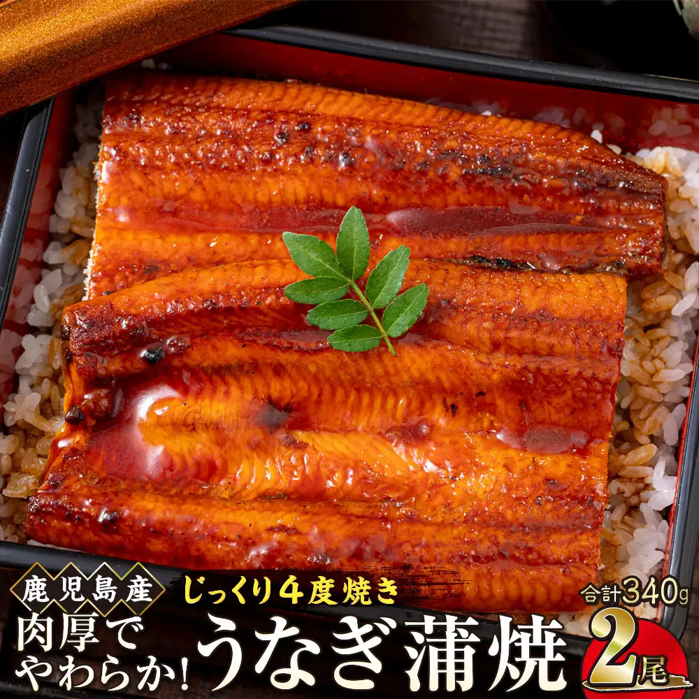 うなぎ 蒲焼 170g×2尾【鹿児島産】地下水で育てた絶品鰻｜国産 うなぎ 鰻 蒲焼 かばやき 魚 魚介 魚貝 海鮮 うな重 ひつまぶし ギフト 人気 おすすめ 土用丑の日 大崎町 大隅半島