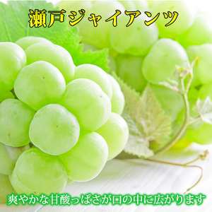 紀州かつらぎ山の瀬戸ジャイアンツ 約2kg ※2024年8月下旬～9月上旬頃に順次発送予定(お届け日指定不可)【uot793】