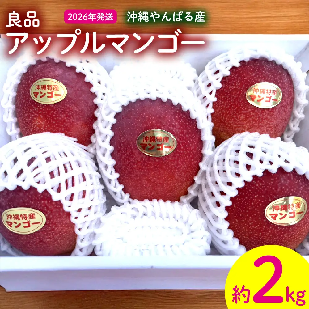 2026年発送【沖縄やんばる産】約2kg 良品アップルマンゴー（Ms mango farm） 南国 南国フルーツ 先行予約 期間限定 沖縄 甘味 糖度 フルーツ 果物 果実 プレゼント ギフト トロピカル 数量限定 予約 おすすめ くだもの 太陽 やんばる 自然