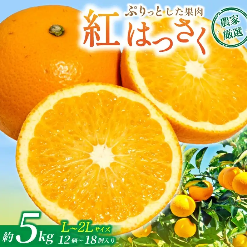 紅はっさく 12～18個入り（L～2Lサイズ）【2027年2月上旬頃～3月中旬頃発送予定】【KG9】【BK009-kgr006A】