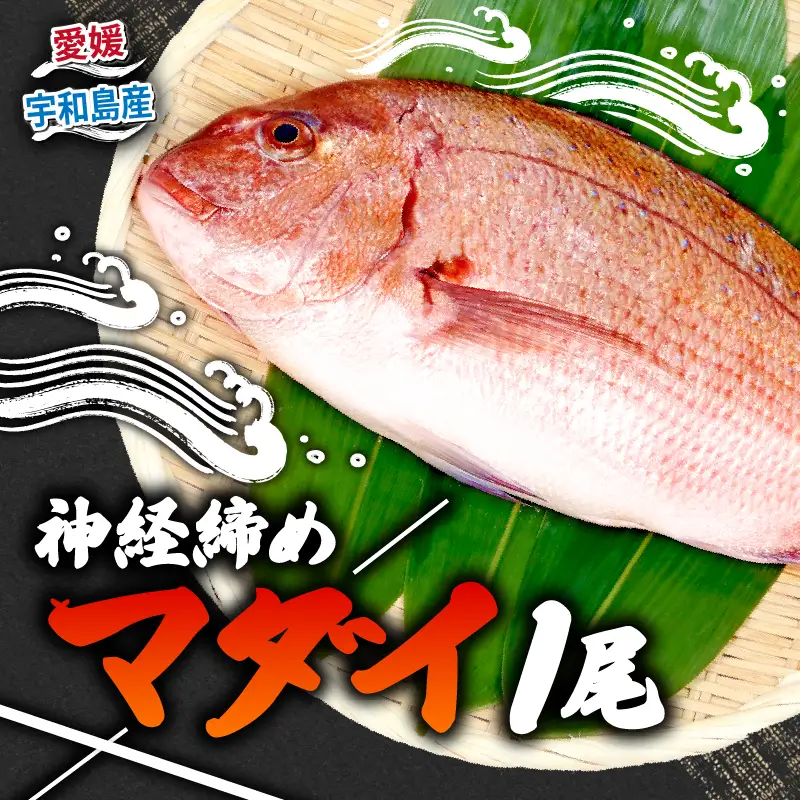 真鯛 1尾 神経締め こもこもShop 真鯛 D013-186001